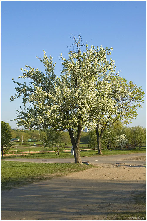 Коломенское. Цветущее дерево